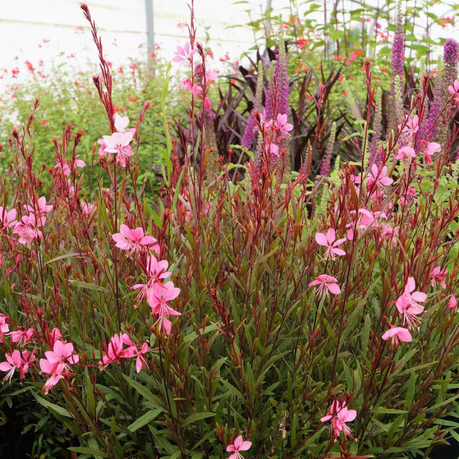 Plantes Vivaces GAURA lindheimeri 'Siskiyou Pink' en vente - Pépinière Lepage .