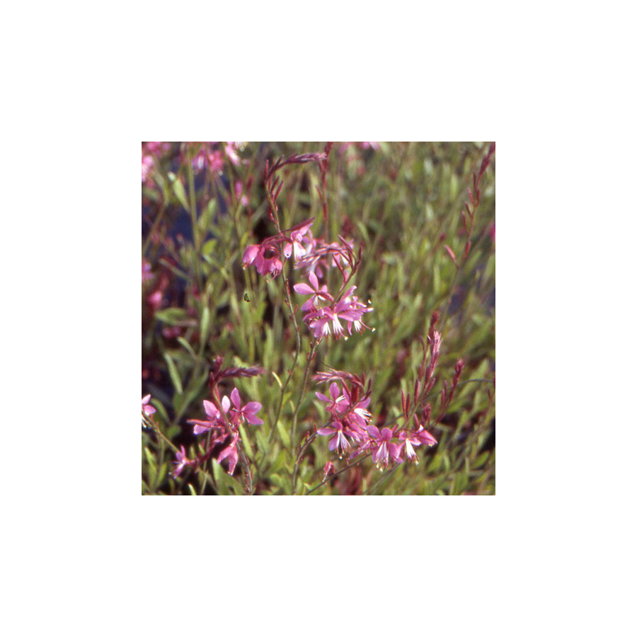 Plantes Vivaces GAURA lindheimeri 'Siskiyou Pink' en vente - Pépinière Lepage .