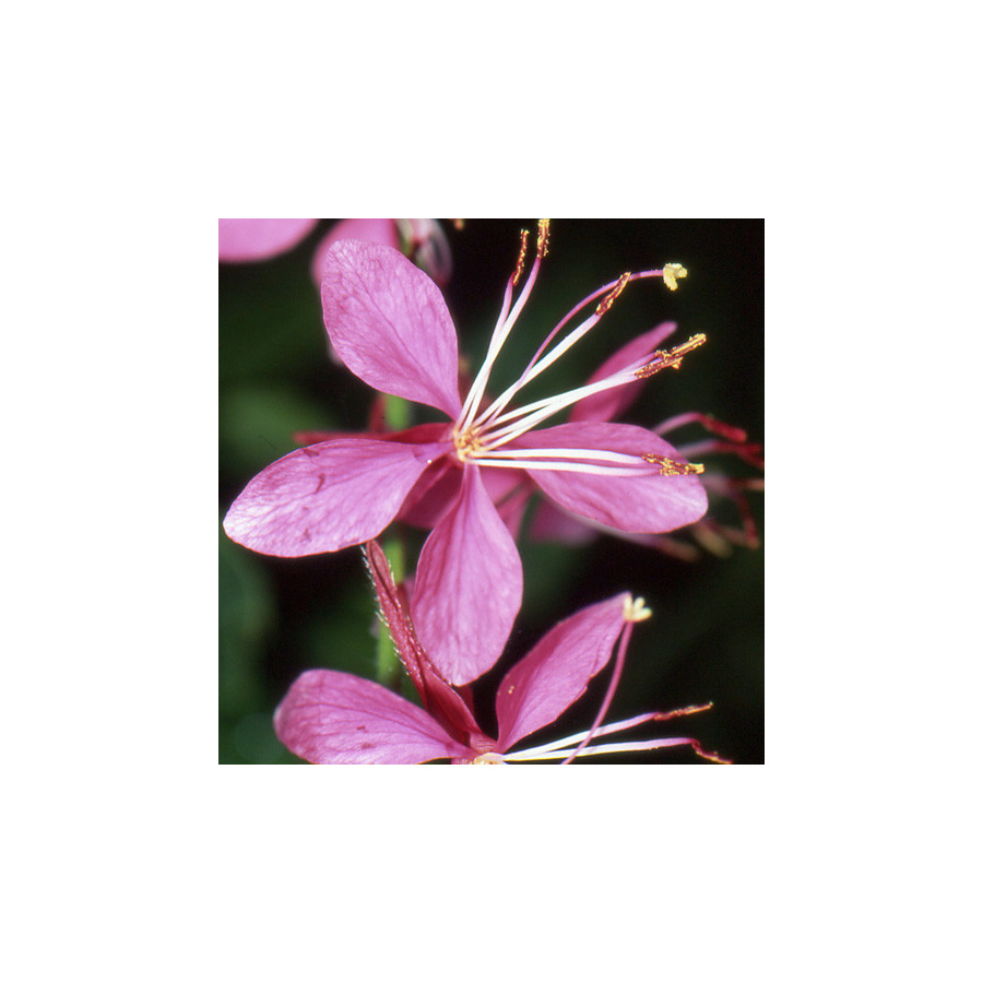 Plantes Vivaces GAURA lindheimeri 'Siskiyou Pink' en vente - Pépinière Lepage .