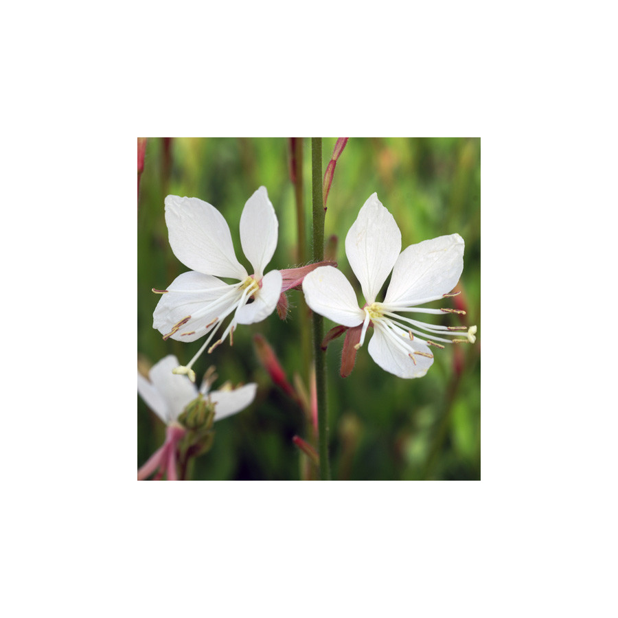 Plantes Vivaces GAURA lindheimeri 'Snowstorm' en vente - Pépinière Lepage .
