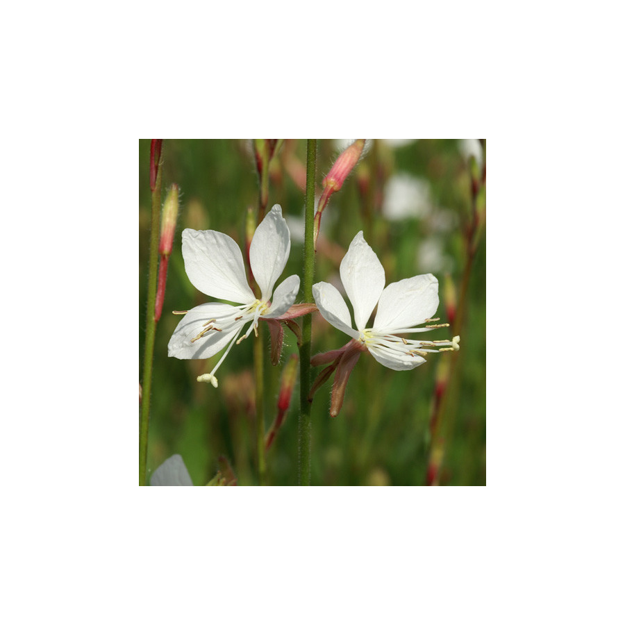 Plantes Vivaces GAURA lindheimeri 'Snowstorm' en vente - Pépinière Lepage .