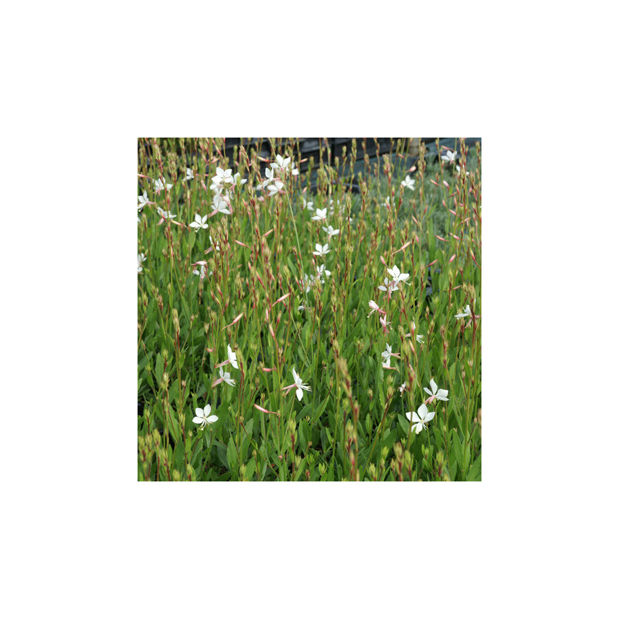 Plantes Vivaces GAURA lindheimeri 'Snowstorm' en vente - Pépinière Lepage .
