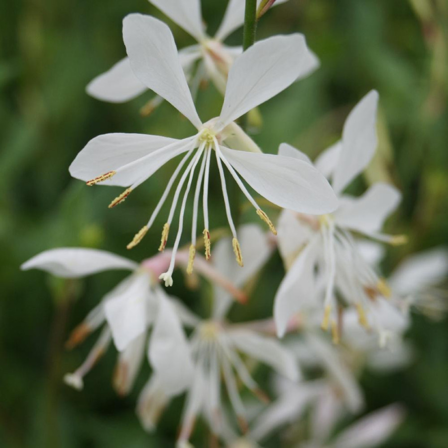 Plantes Vivaces GAURA lindheimeri 'Sparkle White' en vente - Pépinière Lepage .