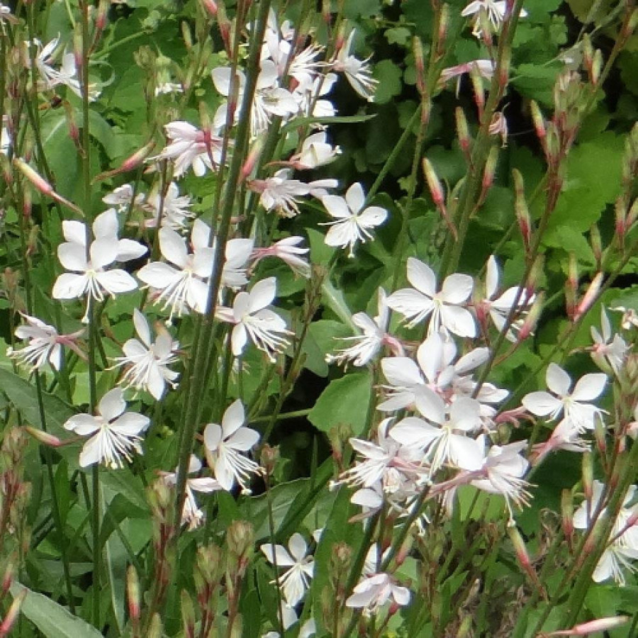 Plantes Vivaces GAURA lindheimeri 'Summer Breeze' en vente - Pépinière Lepage .