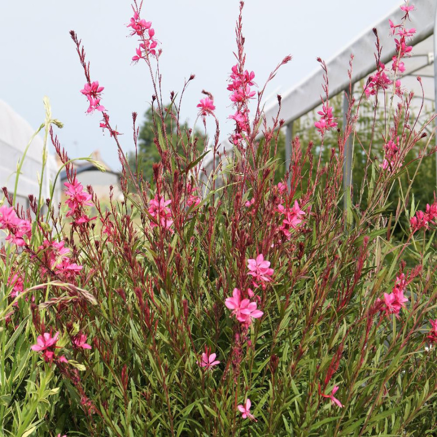 Plantes Vivaces GAURA lindheimeri 'Tutti Frutti' en vente - Pépinière Lepage .