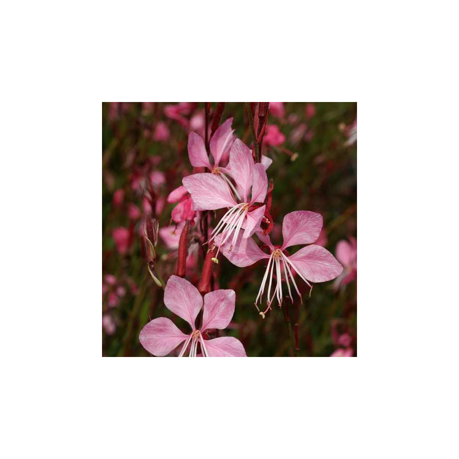 Plantes Vivaces GAURA lindheimeri 'Tutti Frutti' en vente - Pépinière Lepage .