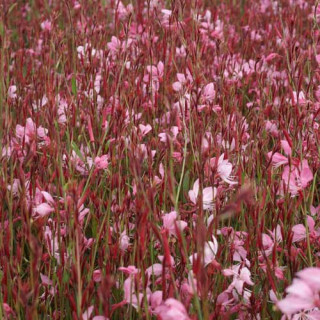 Plantes Vivaces GAURA lindheimeri 'Tutti Frutti' en vente - Pépinière Lepage .