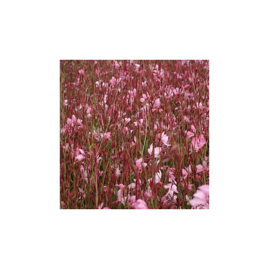 Plantes Vivaces GAURA lindheimeri 'Tutti Frutti' en vente - Pépinière Lepage .