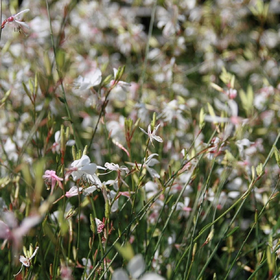 Plantes Vivaces GAURA lindheimeri 'Whirling Butterflies' en vente - Pépinière Lepage .