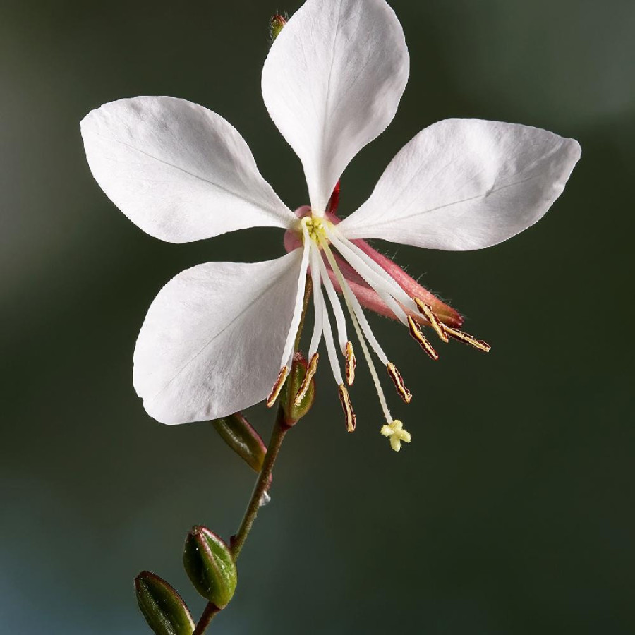 Plantes Vivaces GAURA lindheimeri 'Whirling Butterflies' en vente - Pépinière Lepage .