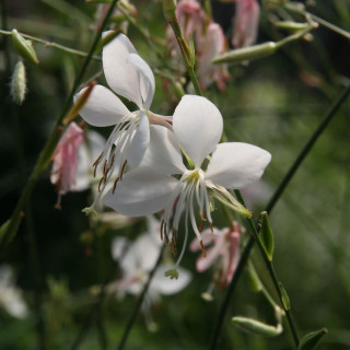 Plantes Vivaces GAURA lindheimeri 'Whirling Butterflies' en vente - Pépinière Lepage .