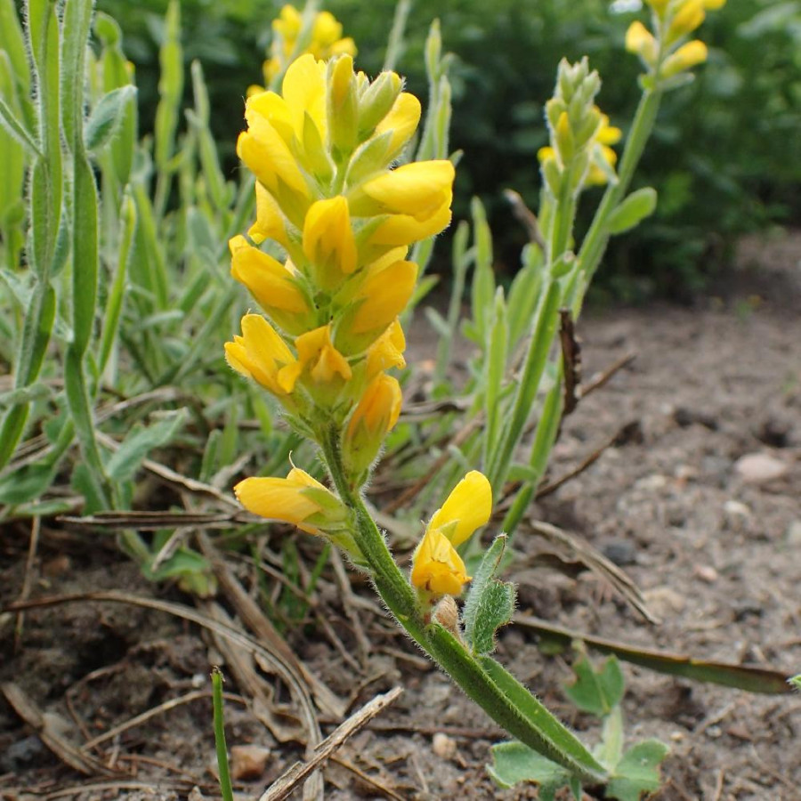 GENISTA sagittalis