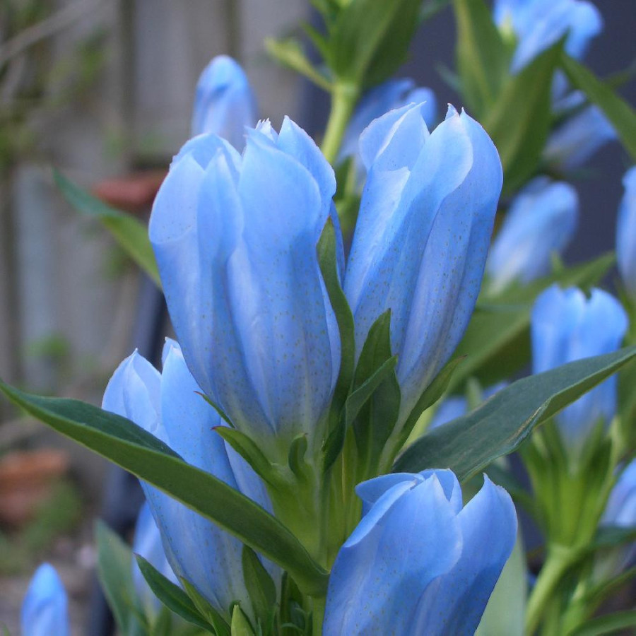 Plantes Vivaces GENTIANA 'Blue Magic' ® en vente - Pépinière Lepage .