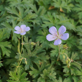 plantes-vivaces-geranium-blue-cloud-en-vente-pepiniere-lepage-