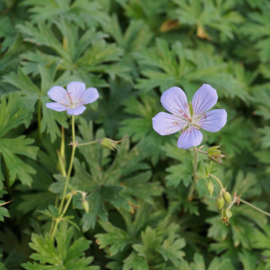 Plantes Vivaces GERANIUM 'Blue Cloud' en vente - Pépinière Lepage .