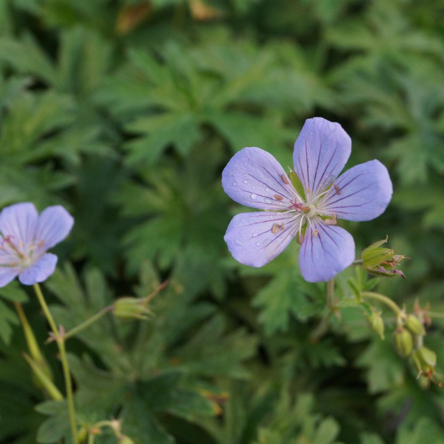 Plantes Vivaces GERANIUM 'Blue Cloud' en vente - Pépinière Lepage .