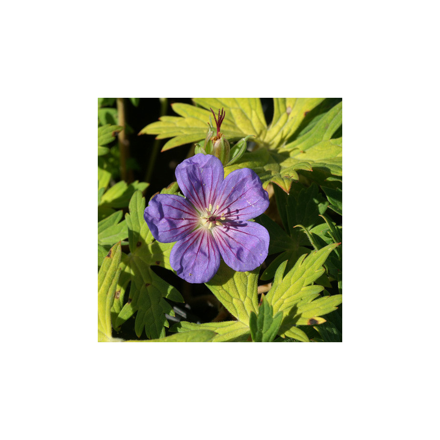 Plantes Vivaces GERANIUM 'Blue Sunrise' ® - Géranium vivace en vente - Bec de Grue en vente - Pépinière Lepage .