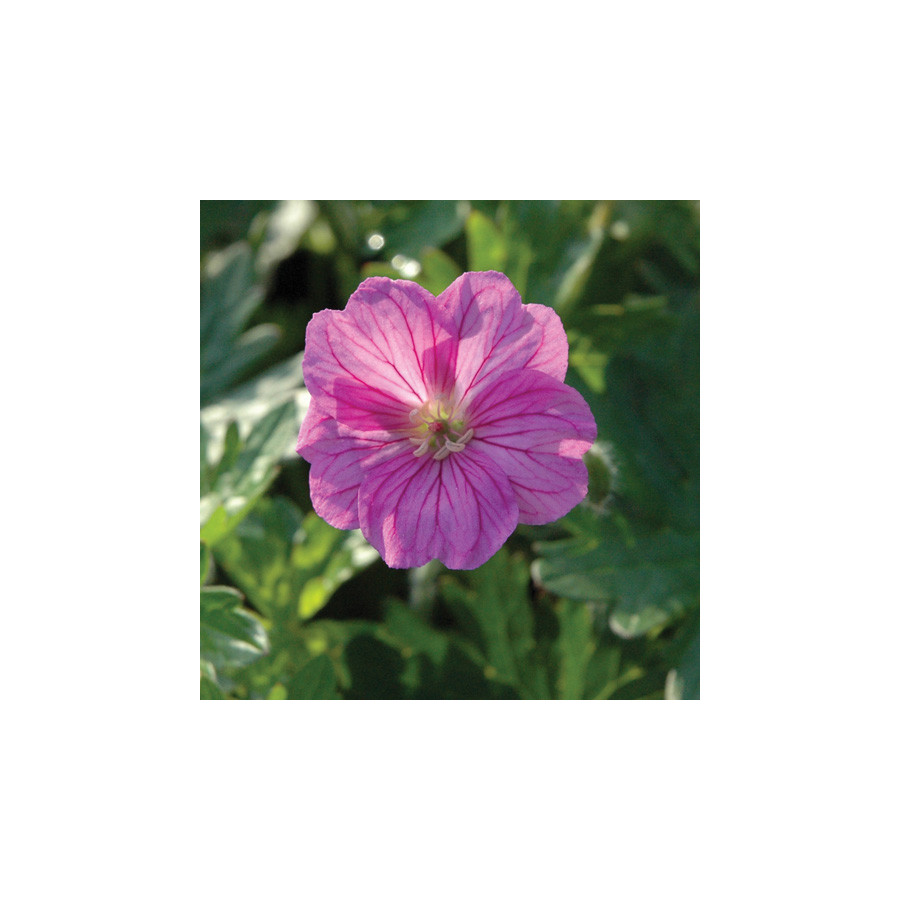 plantes-vivaces-geranium-blushing-turtle-R-geranium-vivace-en-vente-bec-de-grue-en-vente-pepiniere-lepage-