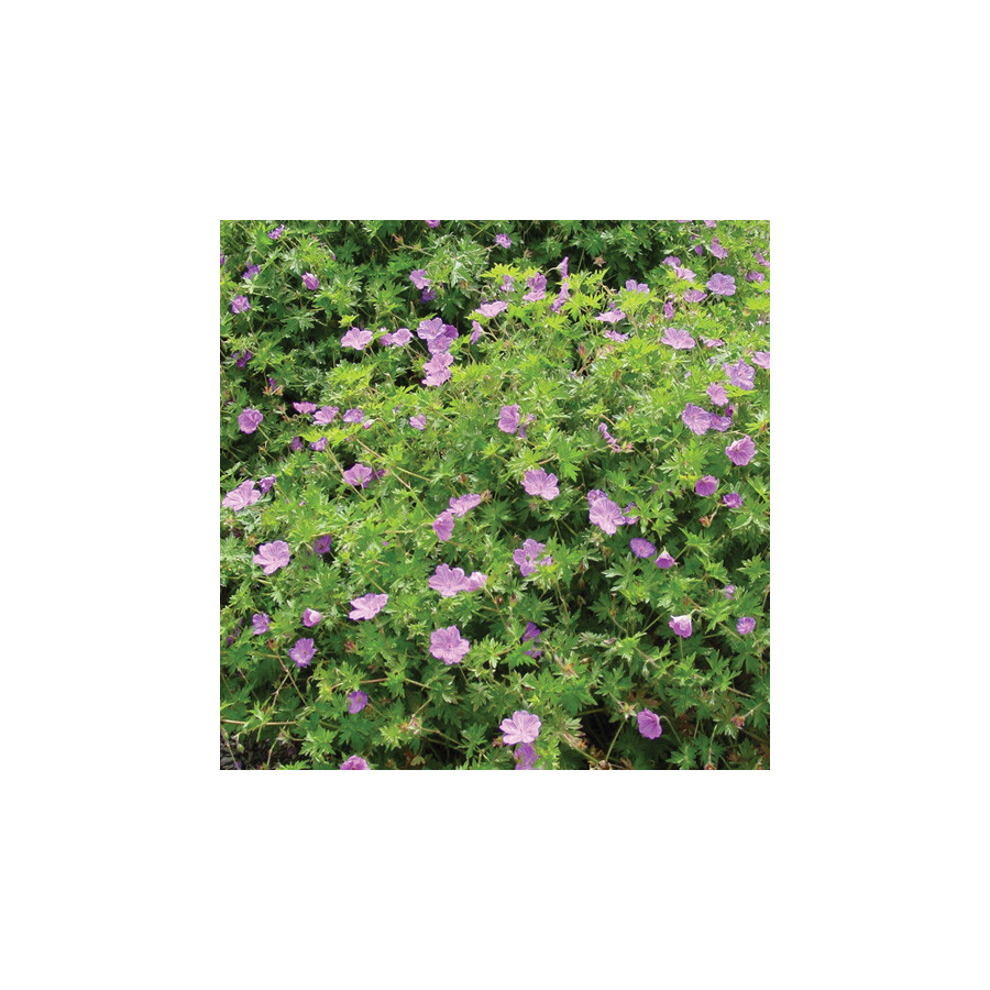 plantes-vivaces-geranium-blushing-turtle-R-geranium-vivace-en-vente-bec-de-grue-en-vente-pepiniere-lepage-