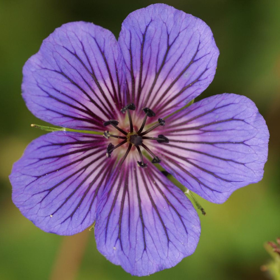 GERANIUM 'Carol Anne' ®