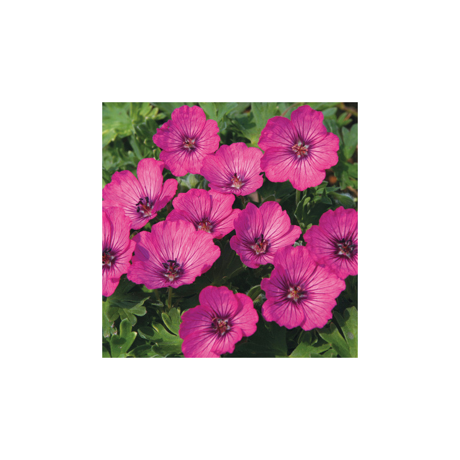 plantes-vivaces-geranium-carol-geranium-vivace-en-vente-bec-de-grue-en-vente-pepiniere-lepage-