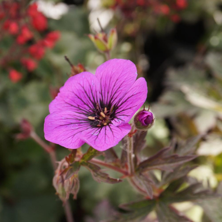 Plantes Vivaces GERANIUM 'Dark Eyes' - Géranium vivace en vente - Bec de Grue en vente - Pépinière Lepage .