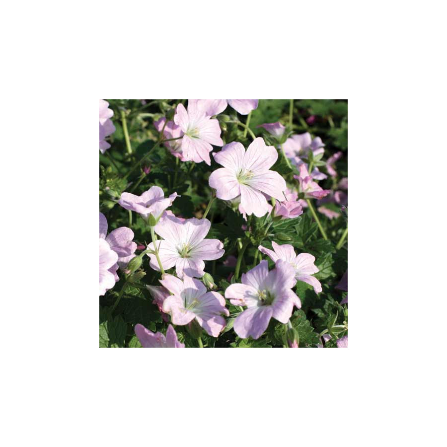 Plantes Vivaces GERANIUM 'Dreamland' ® (Bremdream) - Géranium vivace en vente - Bec de Grue en vente - Pépinière Lepage .