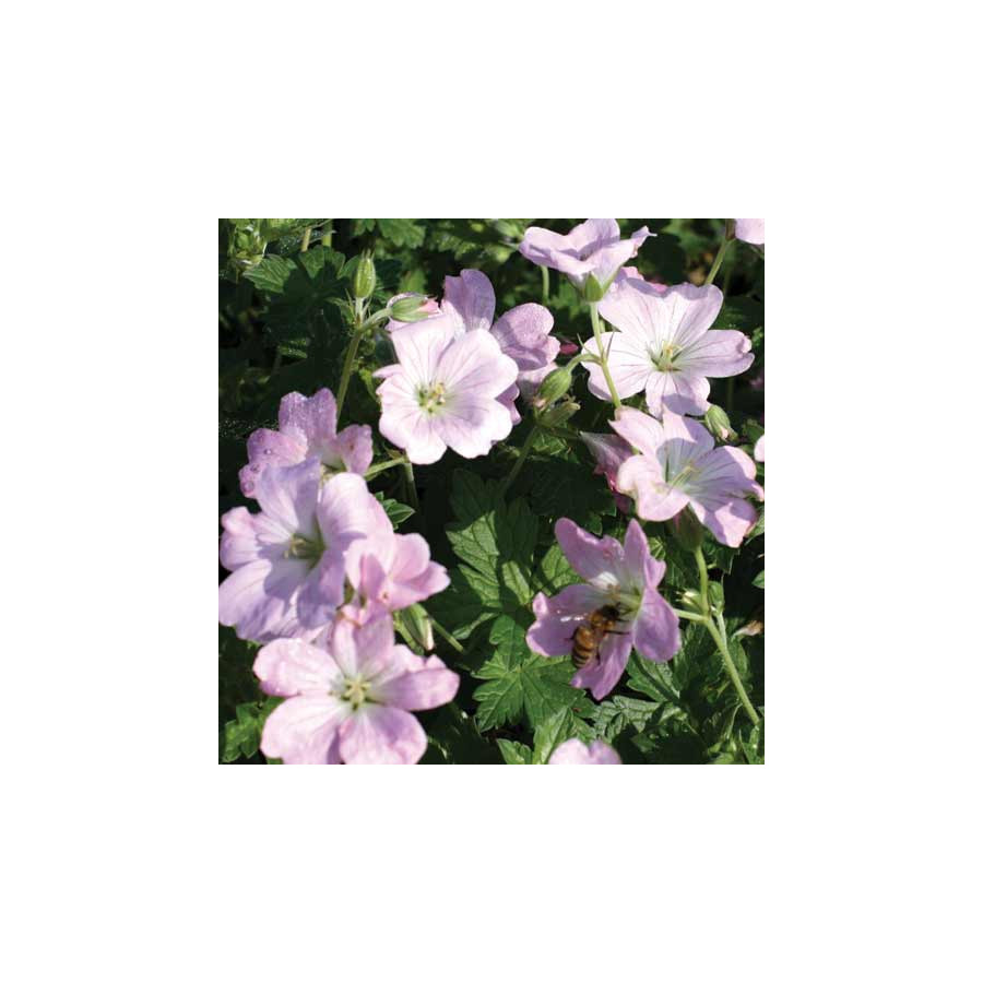 Plantes Vivaces GERANIUM 'Dreamland' ® (Bremdream) - Géranium vivace en vente - Bec de Grue en vente - Pépinière Lepage .