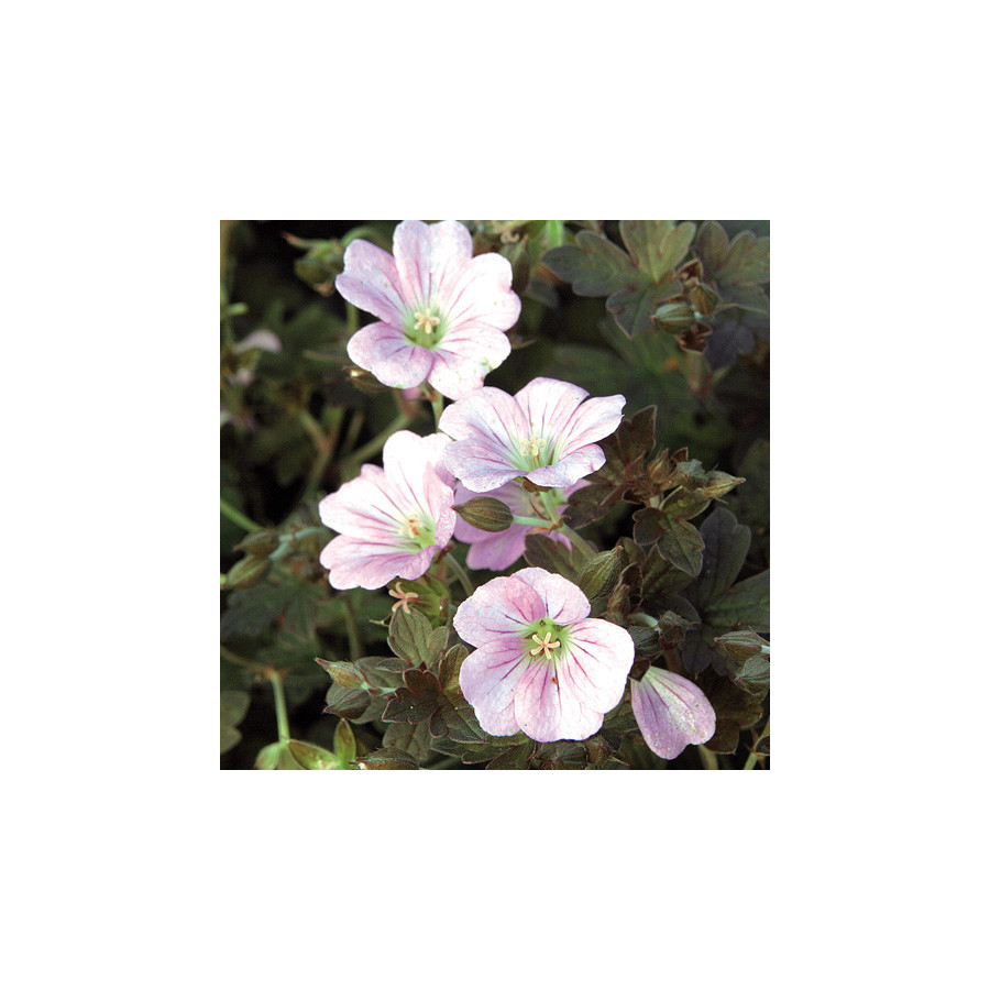 Plantes Vivaces GERANIUM 'Dusky Crûg' - Géranium vivace en vente - Bec de Grue en vente - Pépinière Lepage .