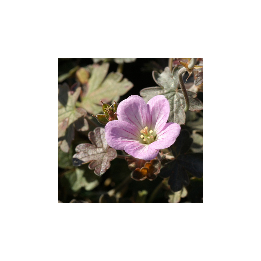 Plantes Vivaces GERANIUM 'Dusky Crûg' - Géranium vivace en vente - Bec de Grue en vente - Pépinière Lepage .