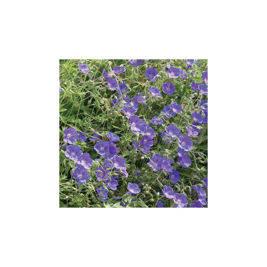 Plantes Vivaces GERANIUM 'Eureka Blue' - Géranium vivace en vente - Bec de Grue en vente - Pépinière Lepage .