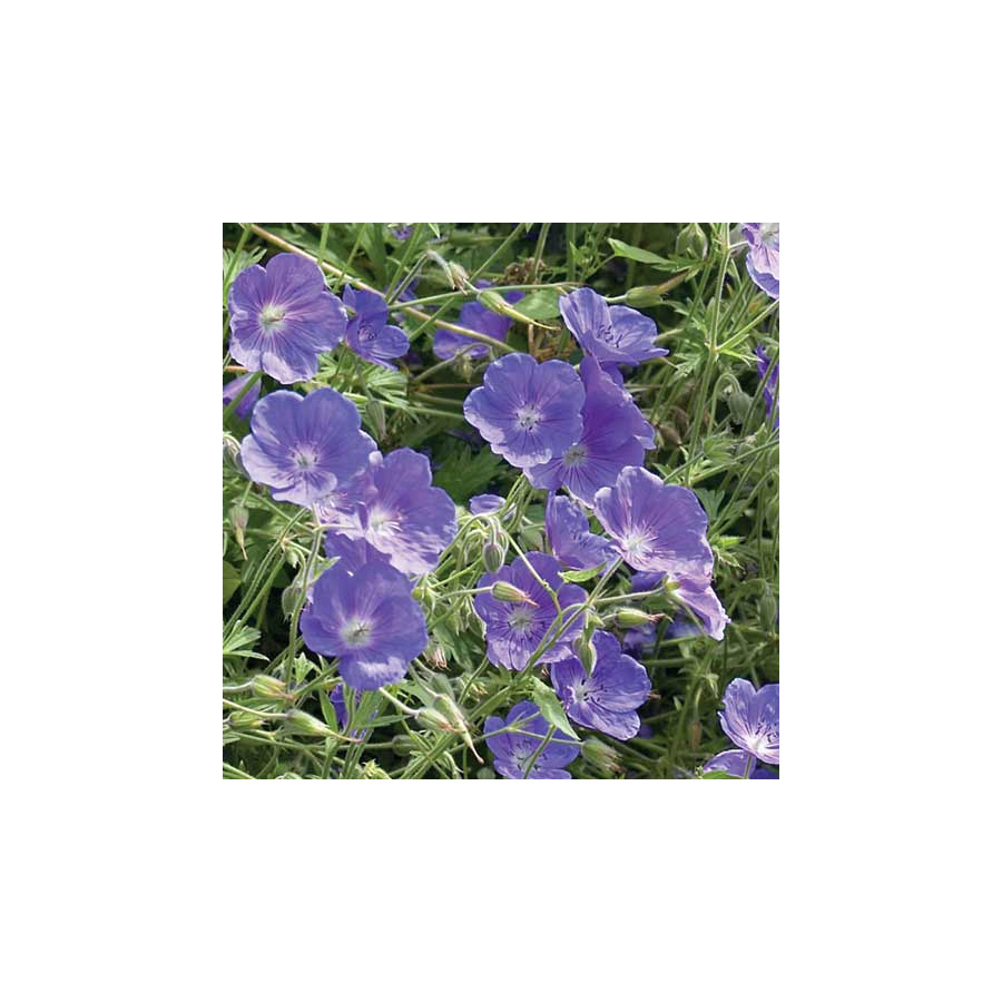 Plantes Vivaces GERANIUM 'Eureka Blue' - Géranium vivace en vente - Bec de Grue en vente - Pépinière Lepage .