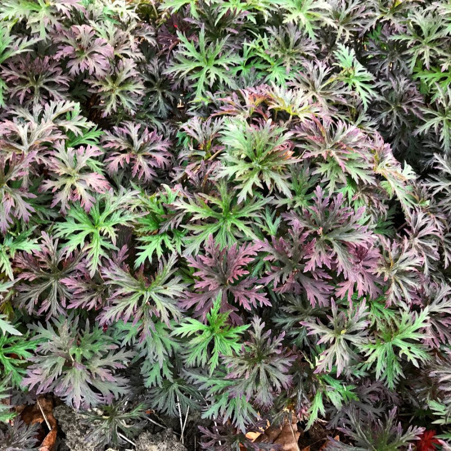 GERANIUM 'Femme Fatale'