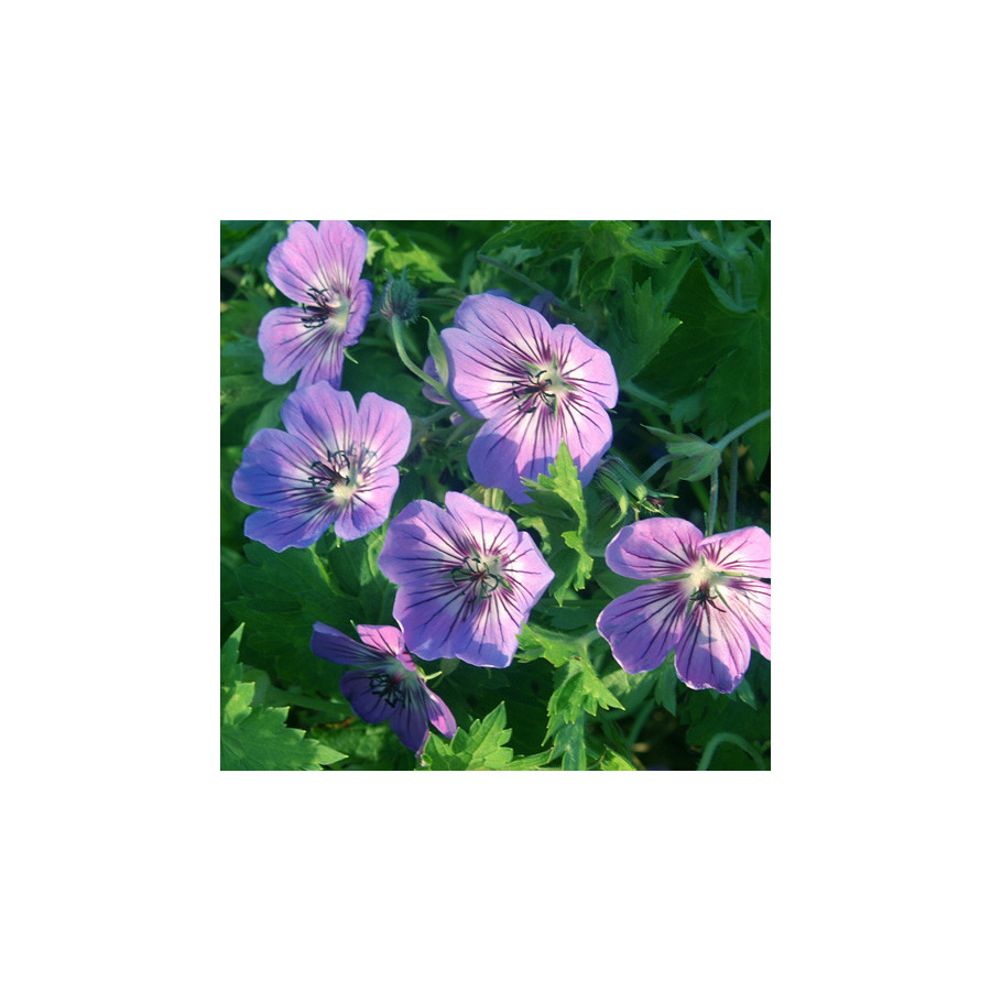 plantes-vivaces-geranium-havanas-blues-R-geranium-vivace-en-vente-bec-de-grue-en-vente-pepiniere-lepage-