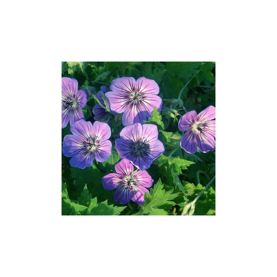 plantes-vivaces-geranium-havanas-blues-R-geranium-vivace-en-vente-bec-de-grue-en-vente-pepiniere-lepage-