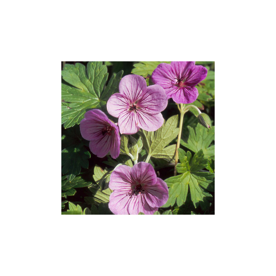 plantes-vivaces-geranium-joy-geranium-vivace-en-vente-bec-de-grue-en-vente-pepiniere-lepage-