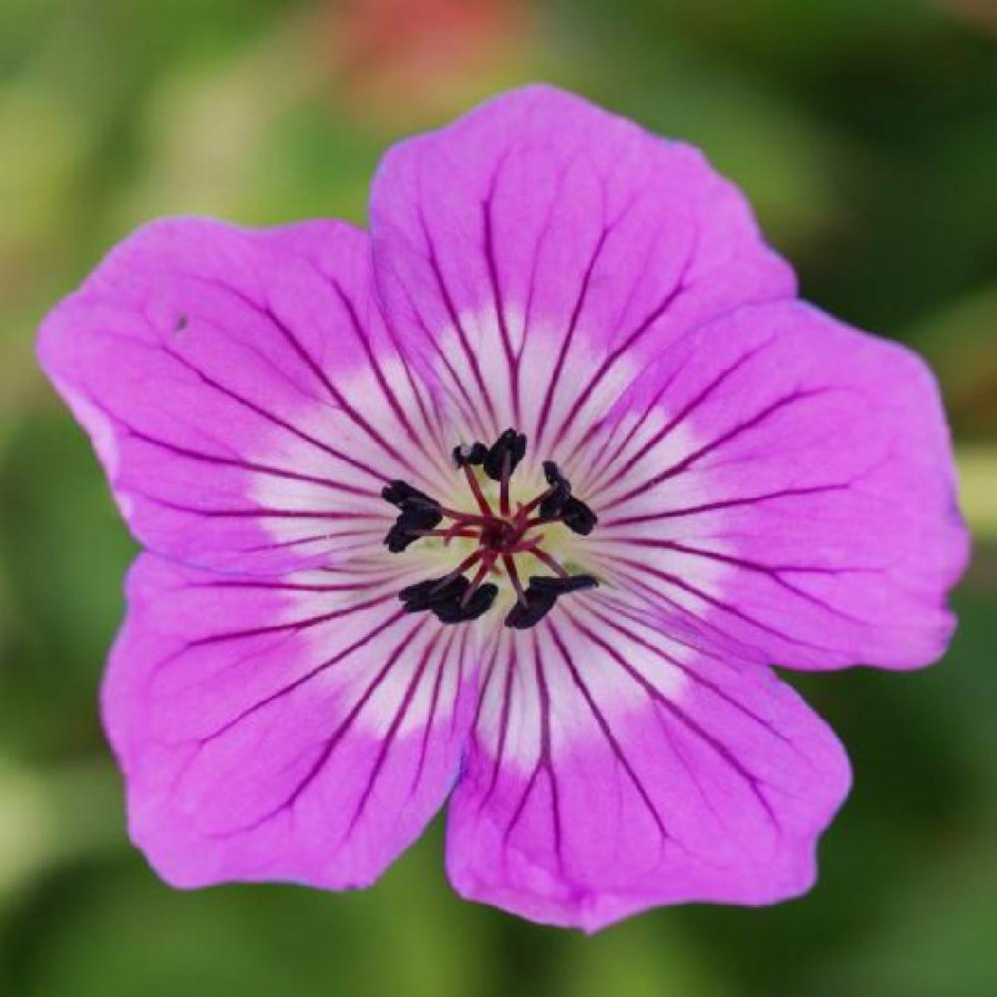 Plantes Vivaces GERANIUM 'Kelly Anne' ® - Géranium vivace en vente - Bec de Grue en vente - Pépinière Lepage .