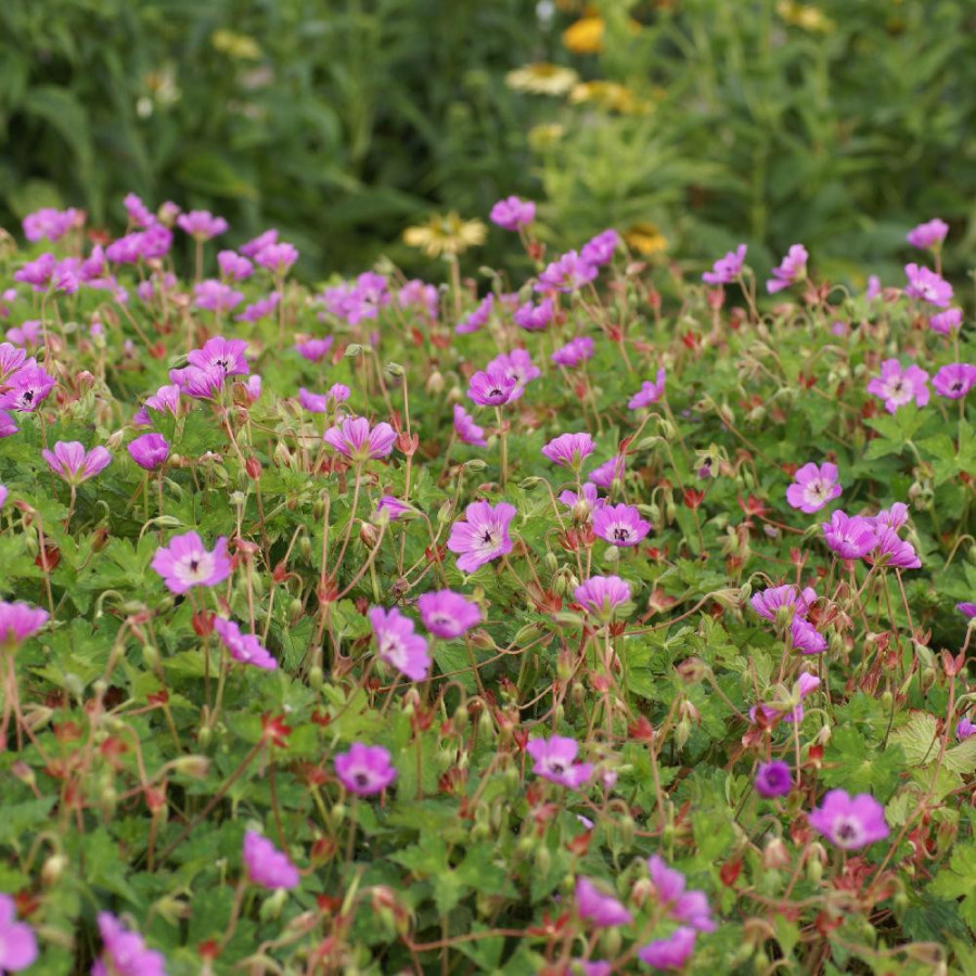 Plantes Vivaces GERANIUM 'Kelly Anne' ® - Géranium vivace en vente - Bec de Grue en vente - Pépinière Lepage .