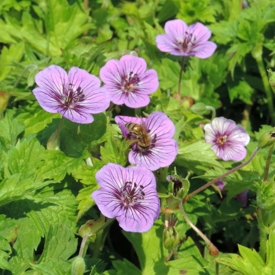 GERANIUM 'Mary Anne' ®