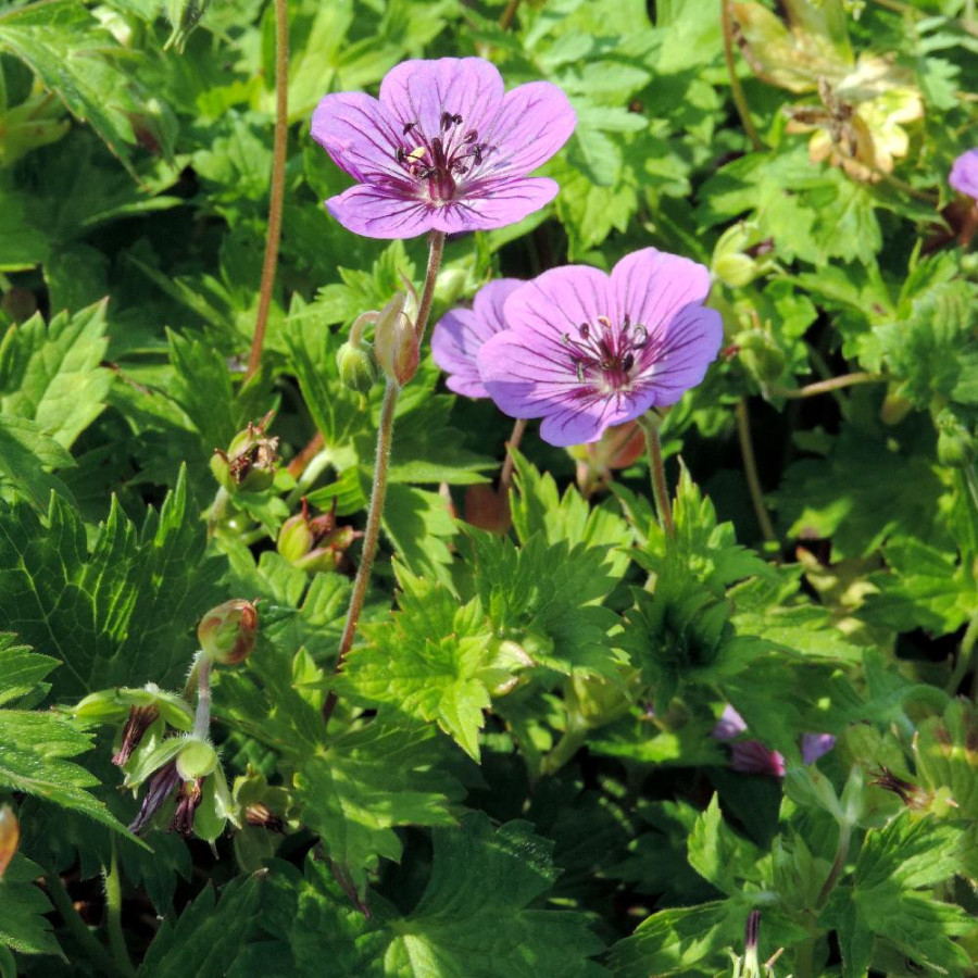 GERANIUM 'Mary Anne' ®