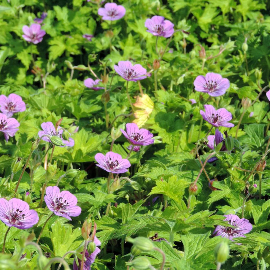 GERANIUM 'Mary Anne' ®