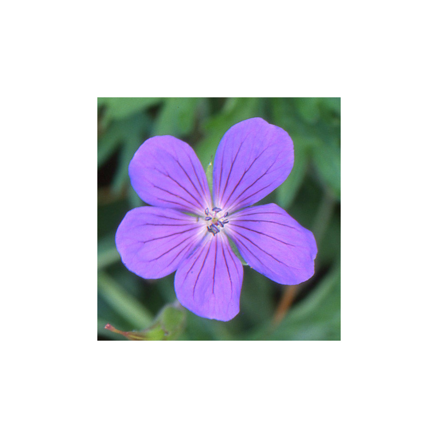 Plantes Vivaces GERANIUM 'Nimbus' - Géranium vivace en vente - Bec de Grue en vente - Pépinière Lepage .