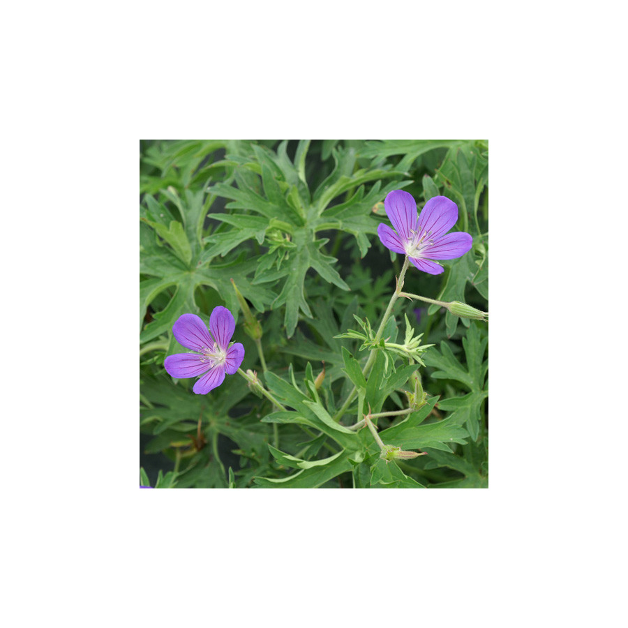 Plantes Vivaces GERANIUM 'Nimbus' - Géranium vivace en vente - Bec de Grue en vente - Pépinière Lepage .
