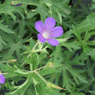 Plantes Vivaces GERANIUM 'Nimbus' - Géranium vivace en vente - Bec de Grue en vente - Pépinière Lepage .