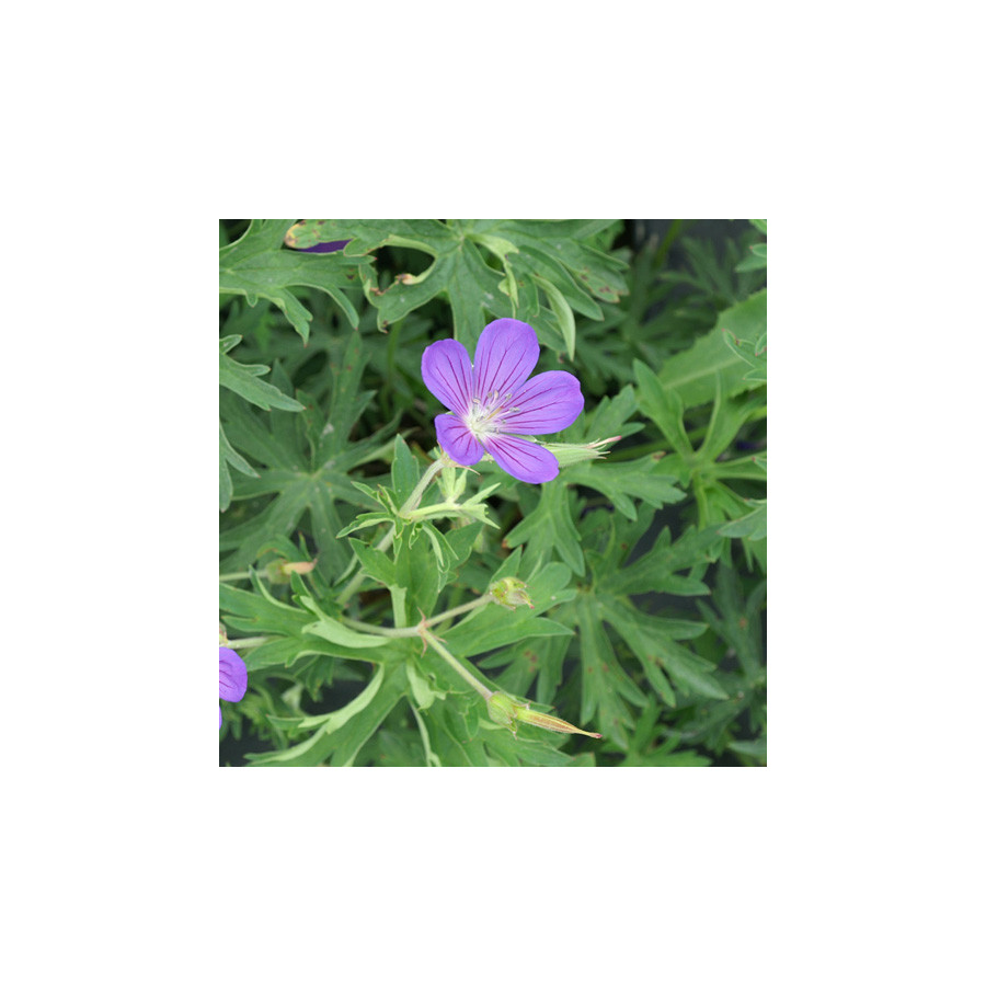 Plantes Vivaces GERANIUM 'Nimbus' - Géranium vivace en vente - Bec de Grue en vente - Pépinière Lepage .