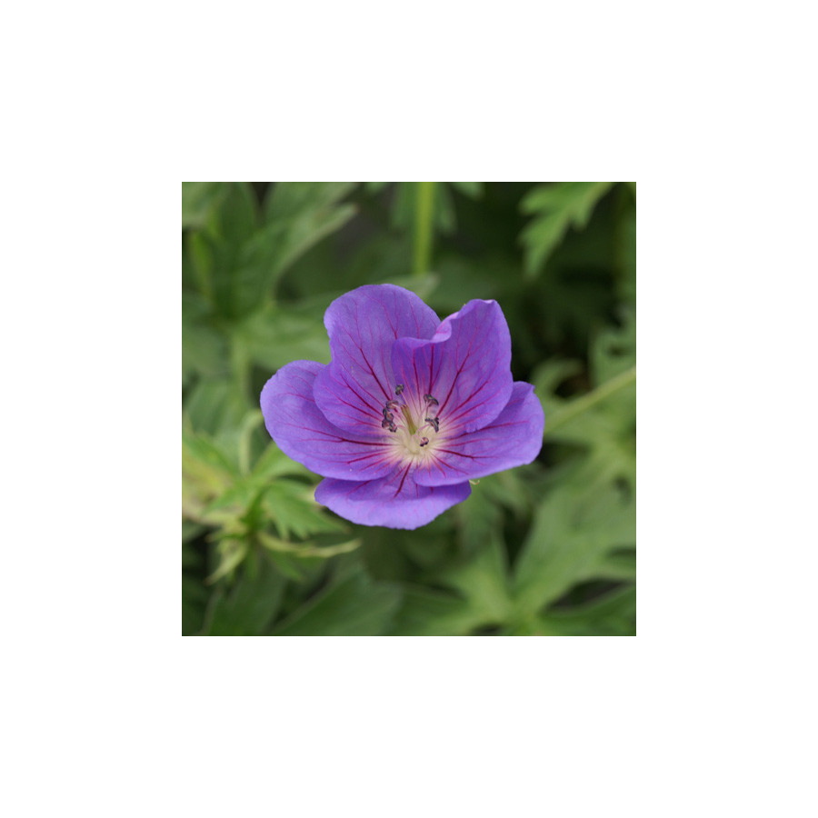 Plantes Vivaces GERANIUM 'Orion' - Géranium vivace en vente - Bec de Grue en vente - Pépinière Lepage .