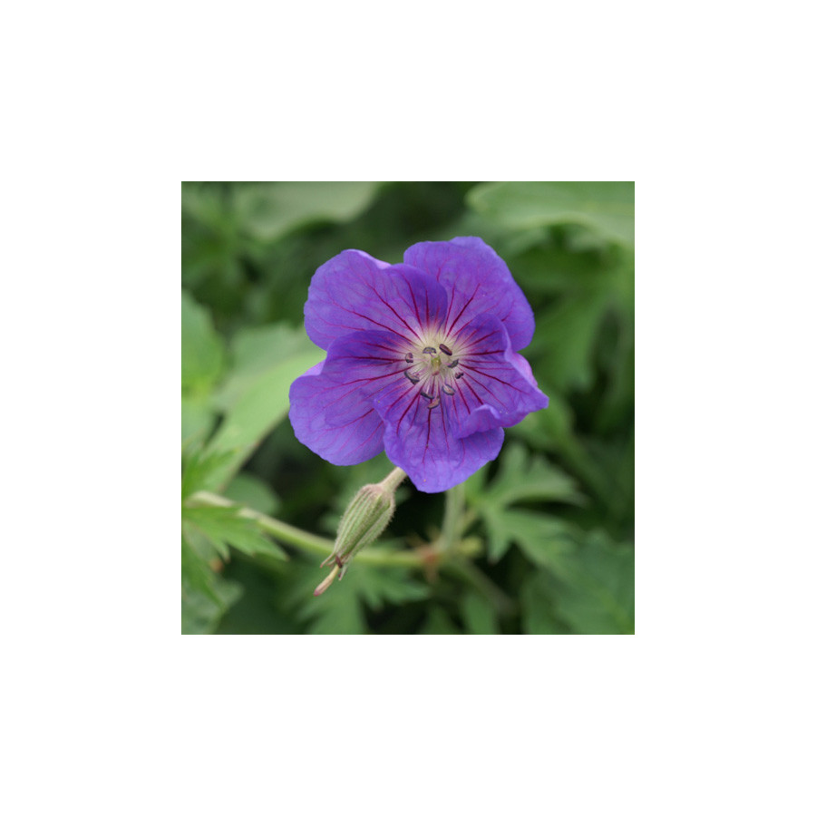 Plantes Vivaces GERANIUM 'Orion' - Géranium vivace en vente - Bec de Grue en vente - Pépinière Lepage .