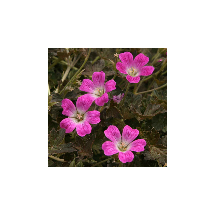 Plantes Vivaces GERANIUM 'Orkney Cherry' - Géranium vivace en vente - Bec de Grue en vente - Pépinière Lepage .