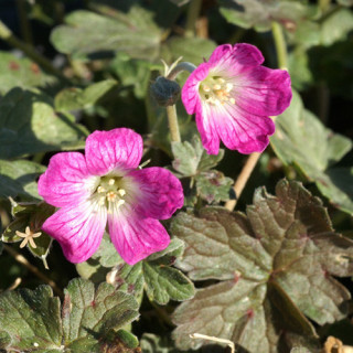 Plantes Vivaces GERANIUM 'Orkney Cherry' - Géranium vivace en vente - Bec de Grue en vente - Pépinière Lepage .