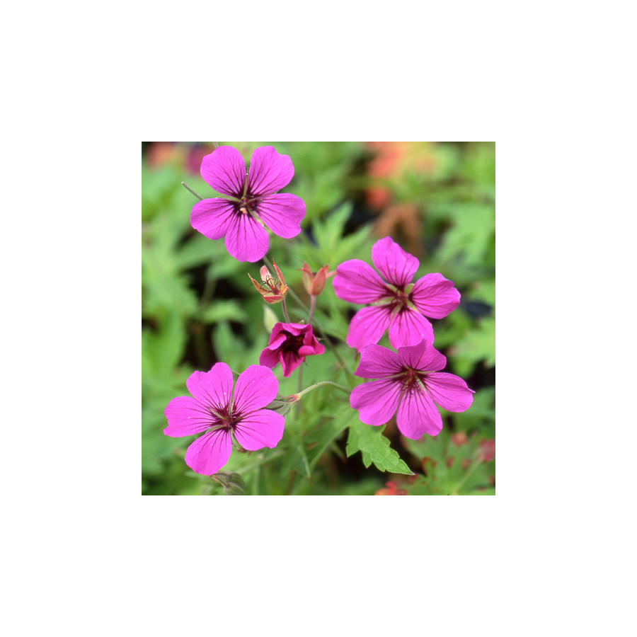 Plantes Vivaces GERANIUM 'Patricia' - Géranium vivace en vente - Bec de Grue en vente - Pépinière Lepage .